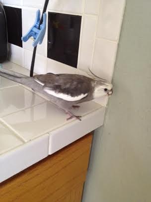 Hmmmm. Now what shall I have for my afters?