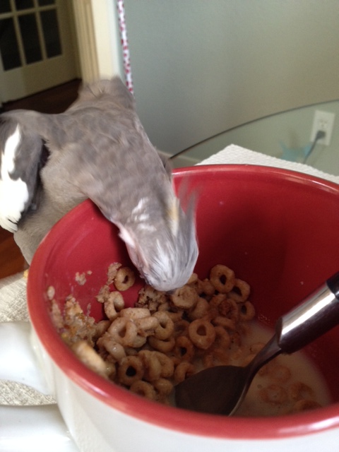 And now for one of my signature predator moves, the "lunge o' death."