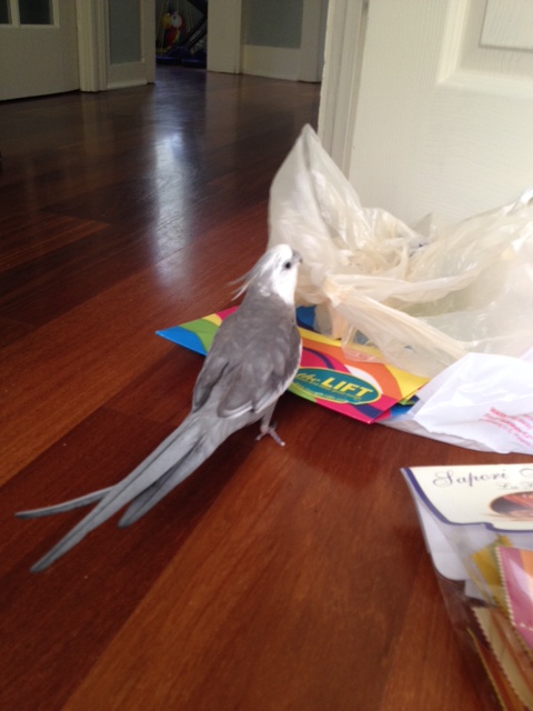 The world famous cover model examines the props the photographers provided.