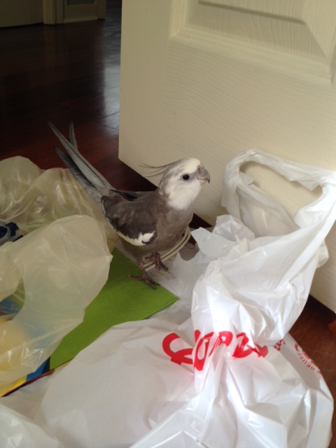 He continues with a series of more casual shots...every one prettier than the last.