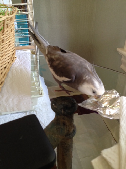 I'll just start with Mom (she always needs a reminder). Okay, Mom, first stare at the reflective thing.