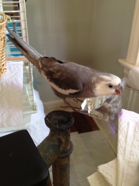 If you want, you can also shake the reflective thing in your beak so it reflects faster.