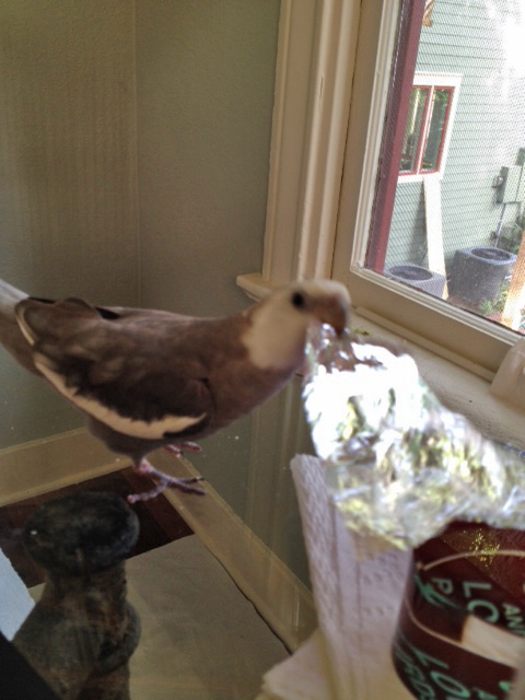 Okay, class - now you try!