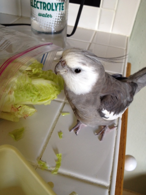 Oh boy. Where did this large light green thing come from? I'd better spring into action!