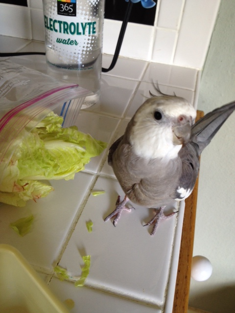 Where is my large featherless assistant when I need her? I have an urgent report to make!