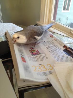 I'll do a test run in this corner just to be sure. Yup, Mom just broke out the small rectangular flashing thing - I must be right.