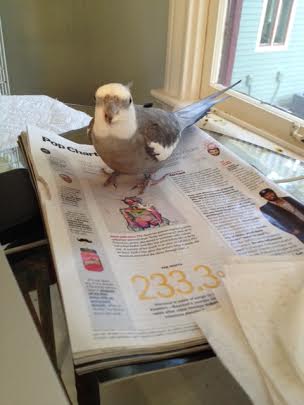 I'll just show her a freshly shredded segment so she knows I'm on the job.