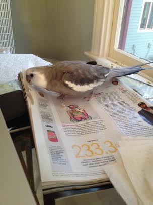 I'll shred this corner next.