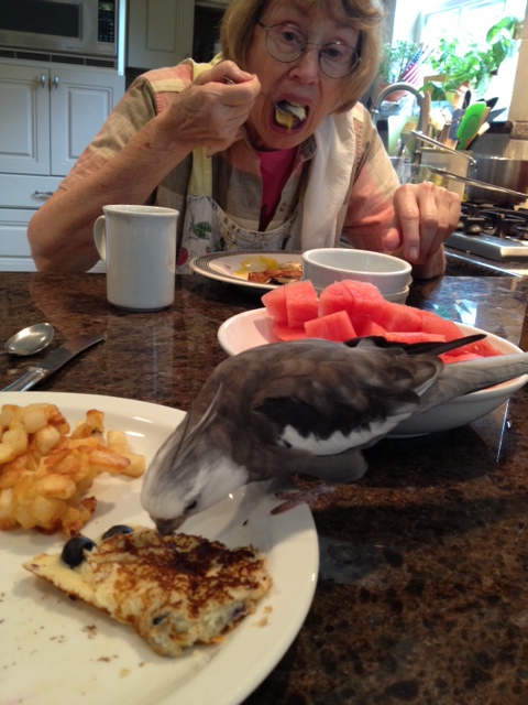 Eating those dishes is also great fun, since Grandma always lets the one with the feathers choose his plate first.