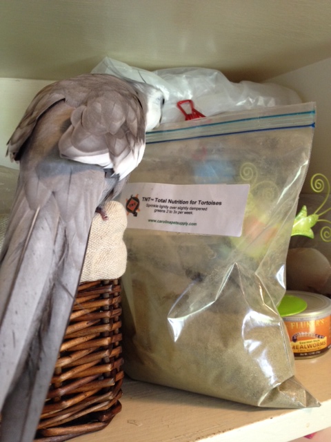 I'll just start by pointing out the intruder's things - like this bag labeled "Tortoise Nutrition." 