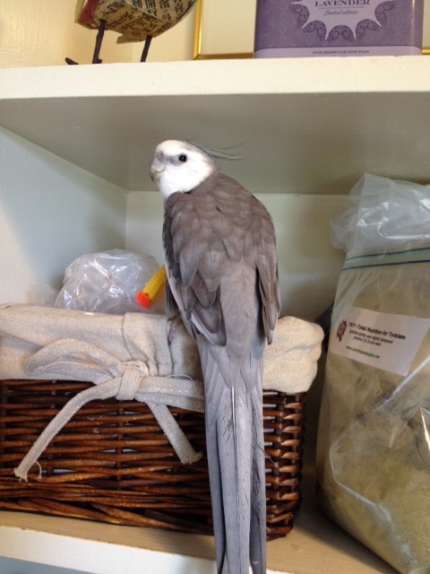 My food ledge is getting crowded with the intruder's supplies. Clearly I need to do something.