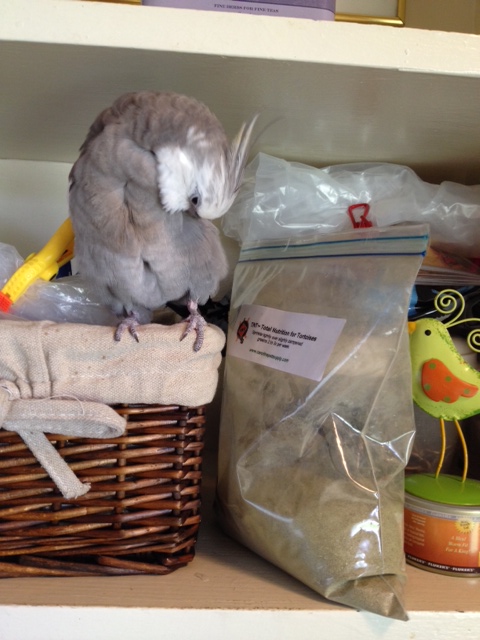 I keep forgetting Mom is more of a "visual learner" - I'll just remind her what "feathers" look like by preening some of mine.