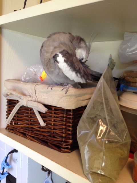 F.e.a.t.h.e.r.s., Mom. FEATHERS. The intruder is the one who has no feathers.