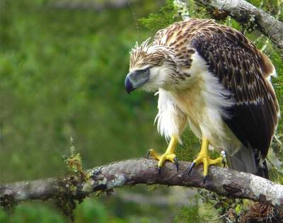 Owning ferocious fierceness.