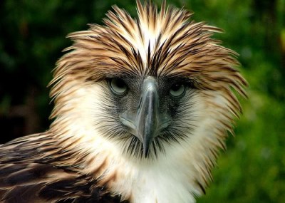 The Philippine eagle....looking fine and ferocious.