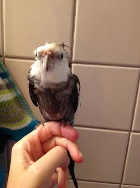 Here, notice how the model's crest effortlessly spikes up away from the neckline - as if he is in mid-flight.