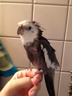 Even the savviest of jungle creatures quails at the sight of the fierce (and very hungry) Philippine eagle as he scouts relentlessly for choice prey.