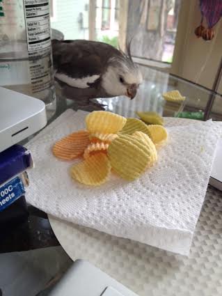 Aha. I knew I heard crunching! But my large featherless assistant is so busy on that flat rectangular thing she doesn't even realize I'm here....and about to poach her prey.