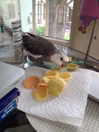 I will demonstrate my skill by poaching the prey right in front of her.