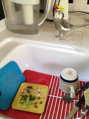 Uh oh. Mom's gotten distracted again - that yellow platter is not my breakfast dish.