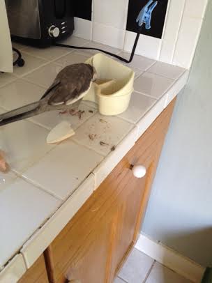 I know just the tactic to refocus her attention on preparing my breakfast.