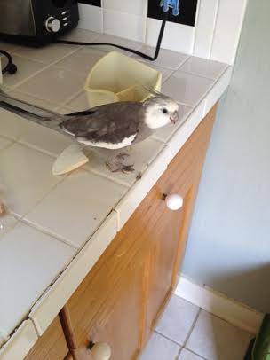 First I'll chew it up into tiny little bits.