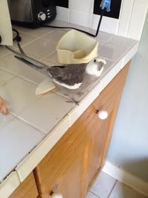 Who, me? Sorry, Mom - I'm just so hungry I lost my grip on that sunflower seed.