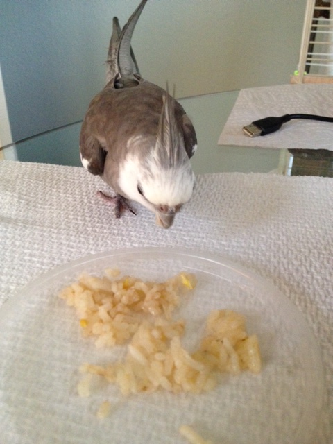 Speaking of which....here is some prey now!