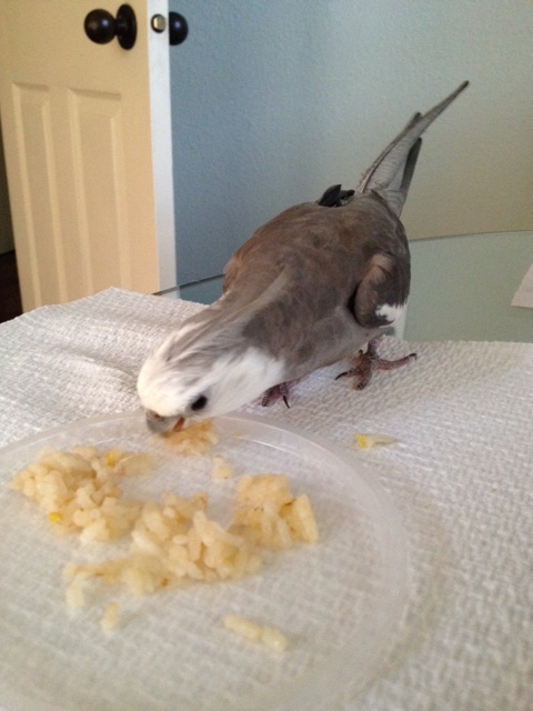 This slow, light prey never even had a chance.