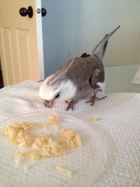 Perfect! I'll just practice my signature kill strike, the "bite o' death."