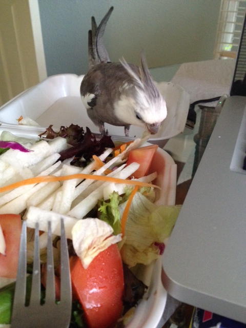 Boy, Mom brought home a great salad!