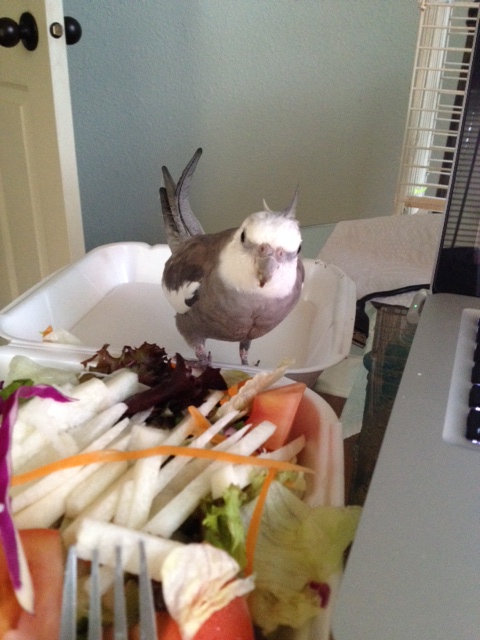 And here she comes now, to document my dining for posterity.