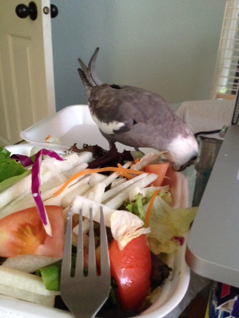 Mom, please give my fans my apologies....duty calls!