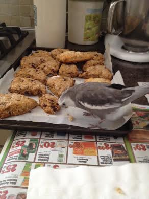 Aha! Here's a scrumptious morsel right here! I will stare at it until it is frozen with fright.