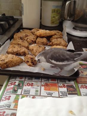 Now for "ingestion"....my favorite part.