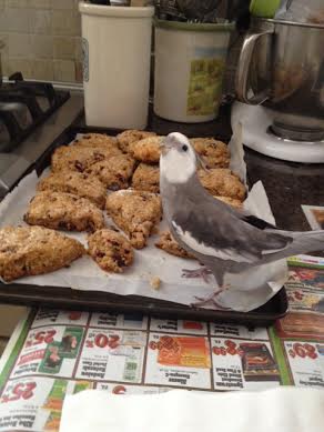 First I will perform my signature display, "Intimidating Cuteness." 