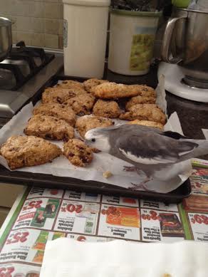 Now that they are scared into submission, I will survey the herd for the choicest morsel.