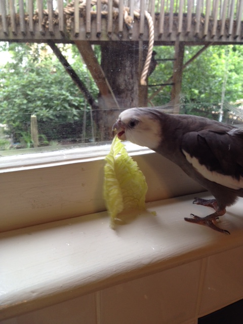 Oh yah. Little but fierce. How do you like me now, crispy green thing?!