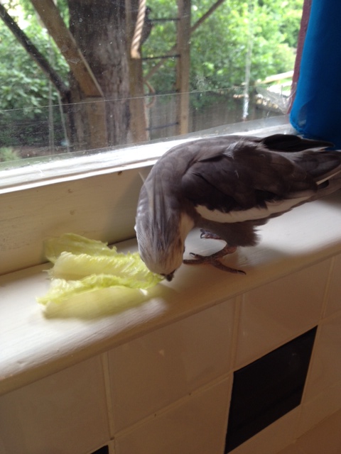 So I'll just serve myself.