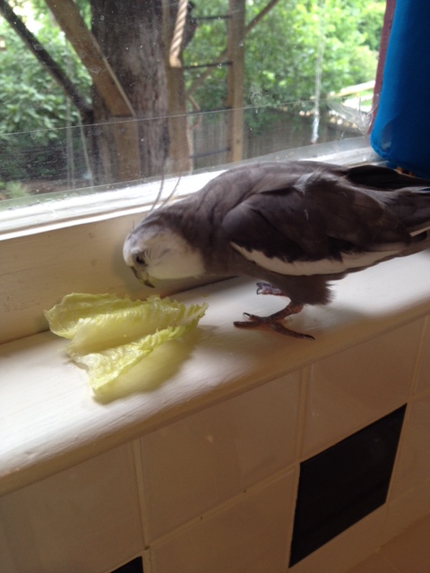 Yup. It's green. It's crispy. Clearly it's mine.