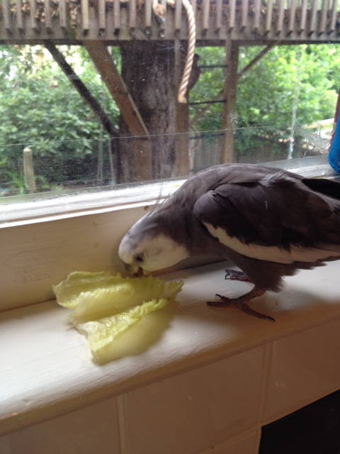 I'm sure glad I discovered this dish - I might be small, but my vision is much keener than Mom's.