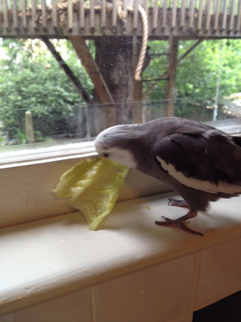 Although I'm starting to wonder if Mom killed it or not...it seems surprisingly feisty.