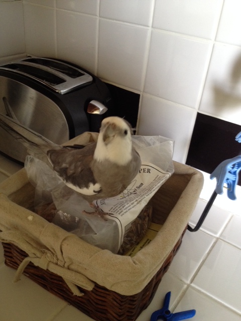 Well, heck....I can see my breakfast right in here.