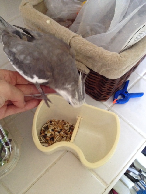 Maybe the waitress is new....I'll just show her the ropes.