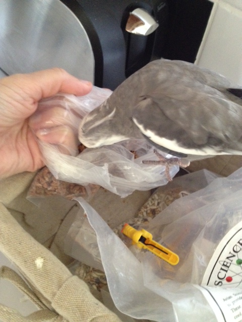 Oh good - the second course is here!