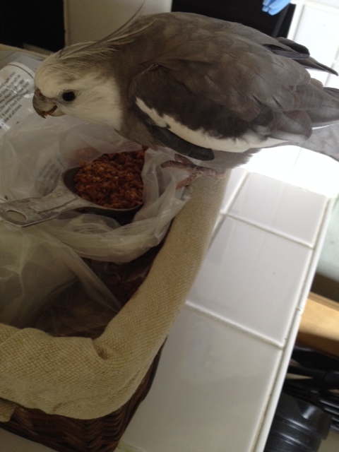 I'll just skulk over it threateningly to let the waitress know her "skills" are no longer needed.