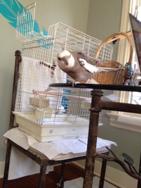 Oh boy. I can see Mom has decided to do some "wrapping."