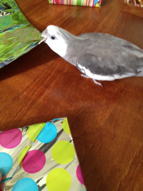 First of all, your wrapping paper is wrong-side-out. Look how much shinier this side is!