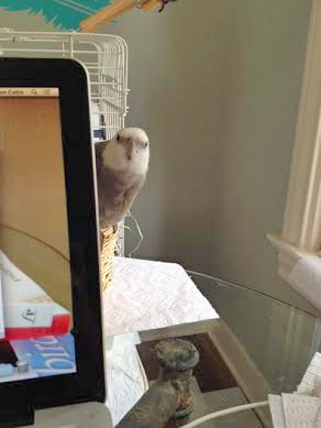 First, I will simply show myself so the audience can get all their screaming, fainting, and clapping over with.