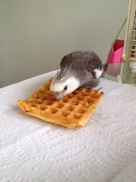 I was about to start singing my encore number, but it can wait. Waffles come first.